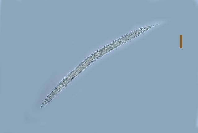Представитель Семейства Anoplostomatidae